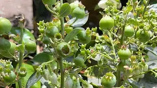 Cây giống ăn quả LH:@939/68/68/94