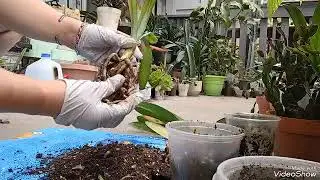 葉っぱが変色した君子蘭の植え替えしました。[English sub]#君子蘭#クンシラン #植え替え#bushlily  #replant