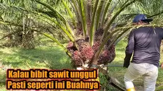 Panen sawit pokok rendah || kalau bibit unggul pasti seperti ini buahnya lebat-lebat