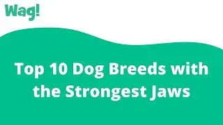 Top 10 Dog Breeds with the Strongest Jaws | Wag!