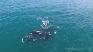 FEROP 2018 sunny day with orcas in the wild