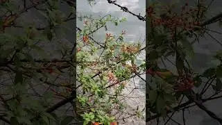 HAMELIA FLOWER..