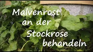 Malvenrost an Stockrosen loswerden. Malven Krankheiten nat&uuml;rlich bek&auml;mpfen. Stockmalve Alcea rosea