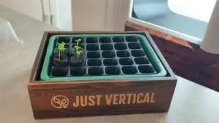 Improved Germination for Arugula!