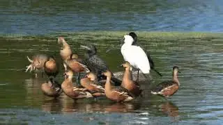 Royal Spoonbill, Little Black Cormorant, Wandering Whistling-Duck & Plumed Whistling-Duck