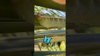 Automeris io🐛🦋