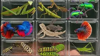 I Catching insects in the garden, I got Channa striata, Tadpoles, Betta fish, Millipede, Spider,Cage