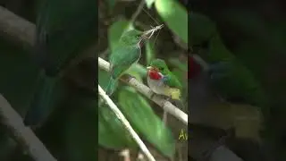 San Pedrito pareja