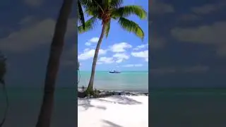 Reggae on the Beach-Shorts