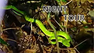 Monteverde Night Tour (Explore Monteverde with us)