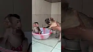 monkey and dog shower  😄😄 #animallife #babyanimal #petshorts #animals #anmals #babymonkey