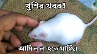 এত বড় পেট - আসছে খুশির খবর - Rone & Pet's.