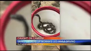 Video: Snake slithers up woman's leg while driving 6am June 21, 2018