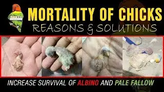Lovebirds Red Eye Chicks Death | Reasons & Solutions | لال آنکھ کے بچوں کی اموات کی وجوہات اور علاج