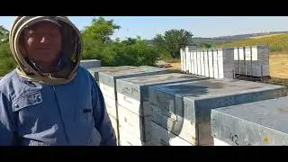 Качаем подсолнух