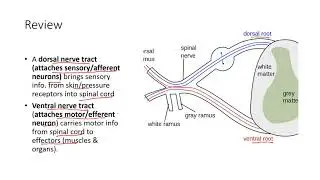 Damaged Neuron or Nerve Tract Biology 30 Diploma Practice Question