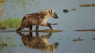 The laughing animal
