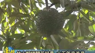 南投新聞-竹山榴槤樹結果實
