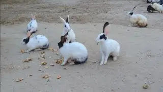 Rabbits Eating Food | Cute Rabbit's | Beautiful Rabbit's | Rabbit lover unit | New Video