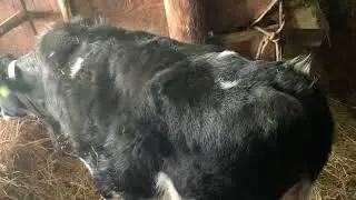 Привесы быков в январе 
