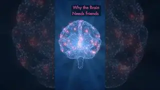 why the brain needs friends