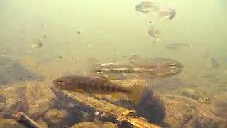 Underwater Alaska 16 | Rainbow Trout | 3-Spine Stickleback Minnows | USFWS