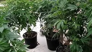 O High O - 2024 Cannabis Outdoor Grow - Let's Go, Let's Grow