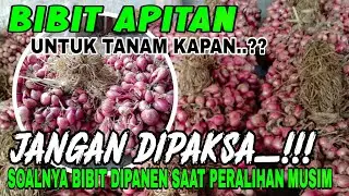 BIBIT APITAN NGANJUK🔴BIBIT YANG PALING DIBURU PETANI BAWANG MERAH
