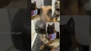 Dog whining 2 #youtubeshortscolonization