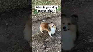 What Daisy is named after #dog #sheltie #shorts