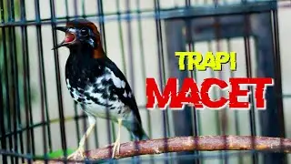 TERAPI PUNGLOR KEMBANG MACET AGAR GACOR LAGI, PUNGLOR KEMBANG NGEPLONG