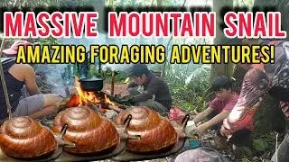 Massive mountain snail in the forest, amazing foraging adventures on Philippine Jungle, Camping