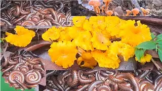 Amazing Catching Millipedes, Gold Musharoom, Pink Musharoom, Giant Millipedes, Beautiful forest
