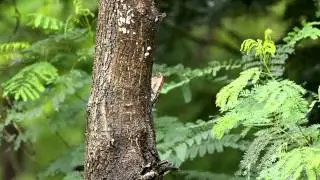 Woody at Work! - Lesser Golden Backed Woodpecker