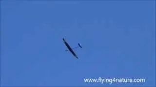 Alex XXL flying in huge termal-slope