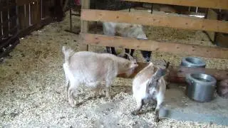Woodstock Animal Farm Sanctuary