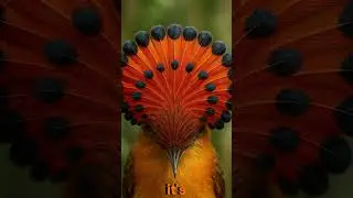 This Bird Hides a Secret Crown | Amazonian Royal Flycatcher