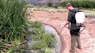 Mosquito Danger
