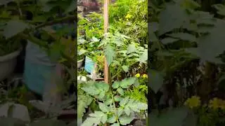 Homemade treatment for leaf curl | Miraculous remedy of Rakh 🌱 #homegardening #flowers