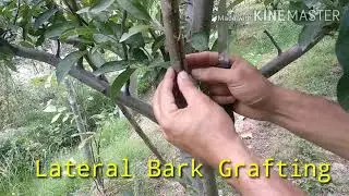 Lateral Bark Grafting grafting fruit trees