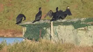 Les Grands cormorans se s&egrave;chent les plumes.