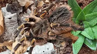 Chaco golden knee Tarantula: New Enclosure Setup! #chacogoldenknee #viralvideo #tarantulacare