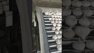 Garlic prices on August 2, 2023