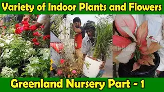 Best Nursery in Chennai | Variety of Indoor Plants | Variety of Flowers | Greenland Nursery Part 1