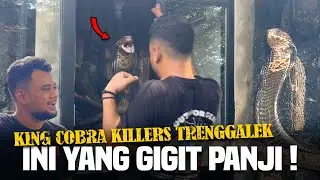 KING COBRA TRENGGALEK PEMBUNUH, SOSOR MUKA PANJI !!