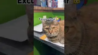 A quick question 🐱 #shorts #cat #pets #cute