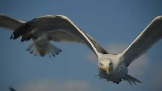 تحليق نوارس اسطنبول تركيا جزيره الاميرات على انغام ابراهيم تاتلس ودائما بعدستي UHD 4K