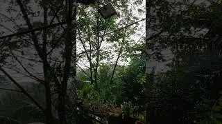 rain sounds, rain relaxing (ULAN ) #asmrsounds #rainingsoundforsleeping #rotg