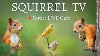 8 sep, Squirrel TV 🐿️ | Red Squirrels & Birds Live in Swedish Lapland Forest &ndash; Relaxing Nature
