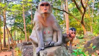 A baby monkey and its mother are sitting and waiting for the food provider
